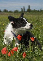 Image showing puppy border collie 