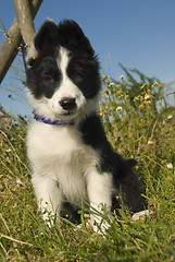Image showing puppy border collie