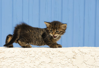 Image showing meowing kitten