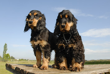 Image showing two puppies purebred english cockers
