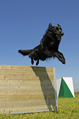 Image showing jumping black dog