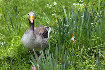 Image showing Duck in the Grass