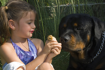 Image showing little girl, chick and dog