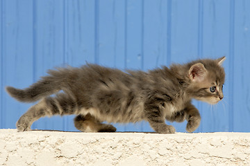 Image showing kitten