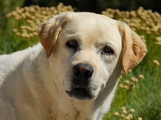 Image showing labrador retriever