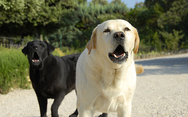 Image showing barking dogs