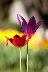 Image showing Two tulip. Close-up view