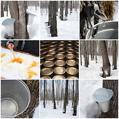 Image showing Maple syrup production