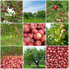 Image showing Apple season