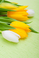 Image showing Tulips