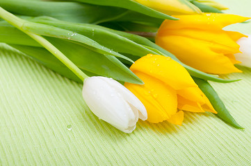 Image showing Tulips