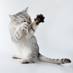 Image showing  grey white Scottish kitten playing