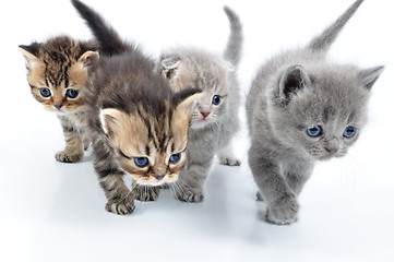 Image showing group of little kittens