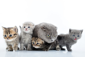 Image showing cats family portrait