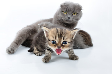 Image showing shouting baby kitten with the family