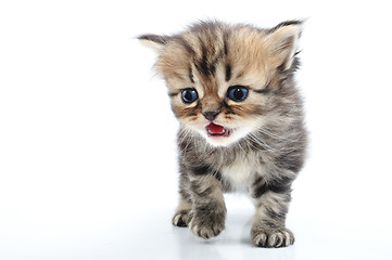 Image showing cute small kitten walking towards