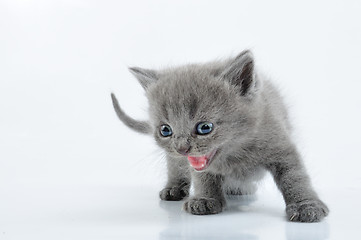 Image showing grey kitten