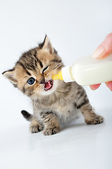 Image showing milk feeding small kitten from a bottle