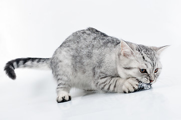Image showing  young grey white Scottish kitten playing