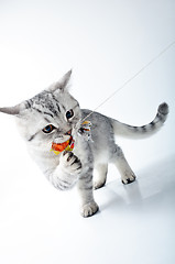 Image showing  grey white Scottish kitten playing