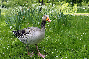 Image showing Duck Walking in the Grass