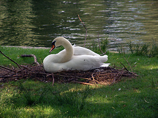 Image showing Swan Resting