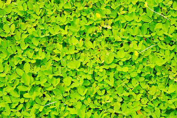 Image showing Green leaf background 