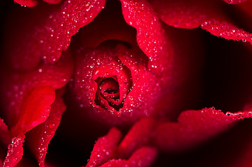 Image showing Red rose closeup