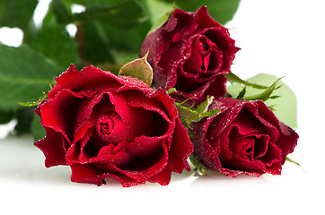 Image showing Bunch of velvet red roses