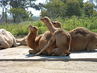 Image showing Camels