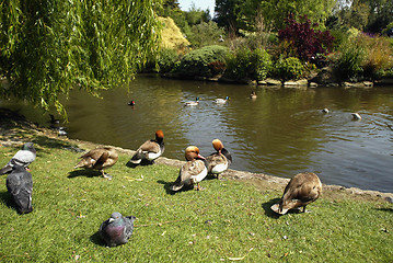 Image showing Ducks in Park