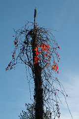 Image showing virginia creeper