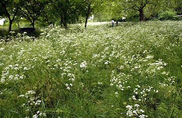 Image showing Lovers in the Grass