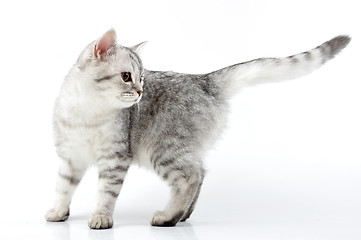 Image showing silver Scottish kitten 