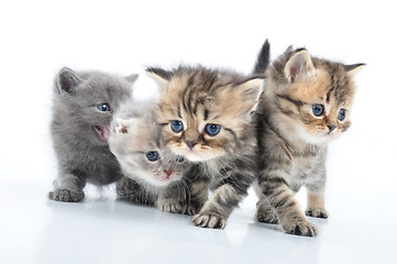 Image showing group of little kittens