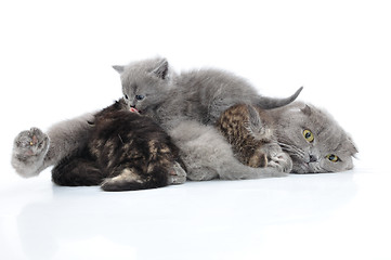 Image showing mother cat milk feeding her kittens