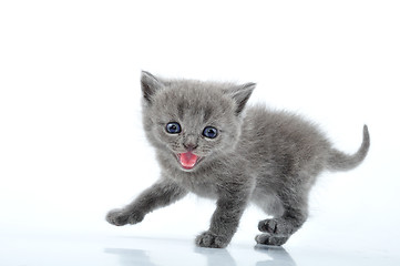 Image showing funny kitten