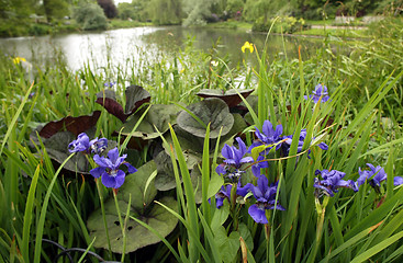 Image showing Pond Life