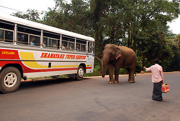 Image showing Wild Elephant, Bus and Man
