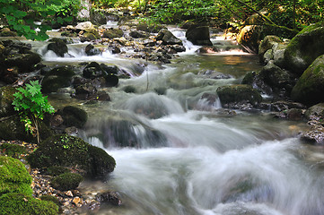 Image showing Forest spring