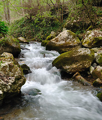 Image showing Forest stream