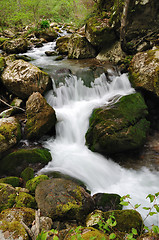 Image showing Forest stream