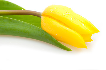 Image showing Yellow Tulip