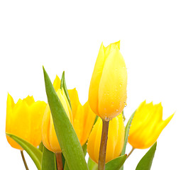 Image showing Tulips