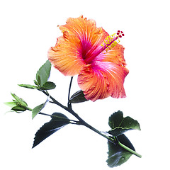 Image showing Hibiscus flowers 