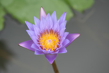 Image showing Lotus flower