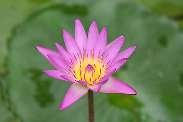 Image showing Lotus flower