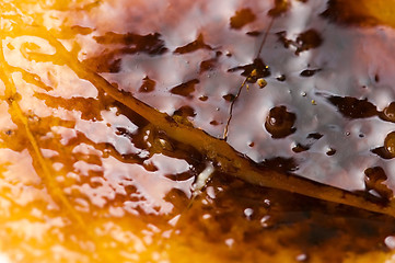 Image showing French dessert - cream brulee, burnt cream 