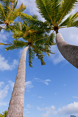 Image showing palm trees