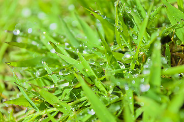 Image showing Wet Grass